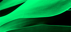 ProCE Banner Activity
