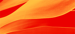 ProCE Banner Activity