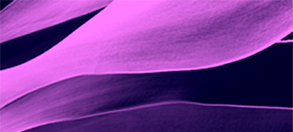 ProCE Banner Activity