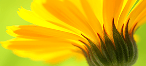 ProCE Banner Activity