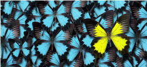 ProCE Banner Activity
