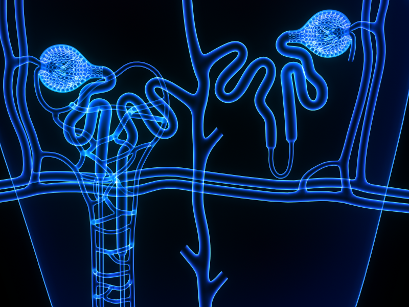 Care Gaps in IgA Nephropathy