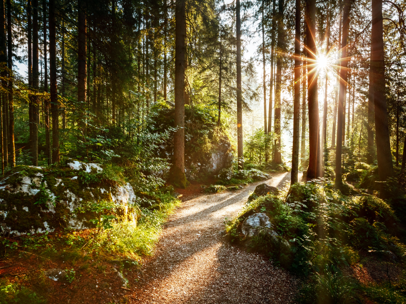 Paths to HCV Elimination