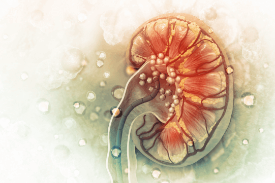 Glomerular Filtration Rate and Race